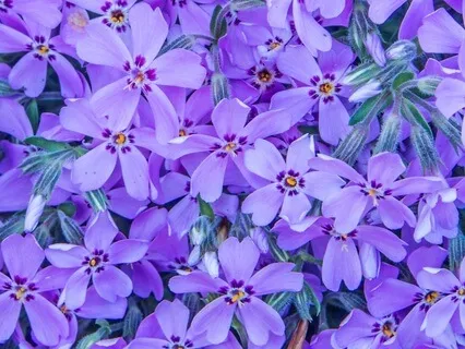 Third-Eye Chakra Meditation