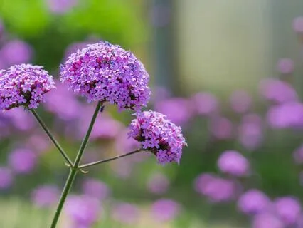 Third Eye Chakra Meditation