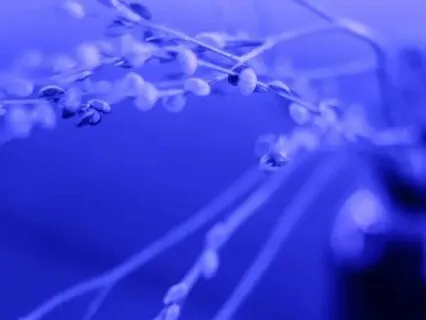 Third Eye Chakra Sounding: Intuition, Wisdom