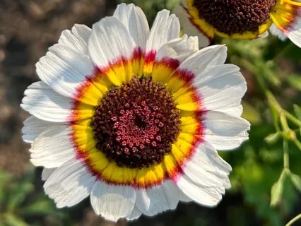 Third Eye (6th Chakra) Mantra Meditation - 31-Minute Ong