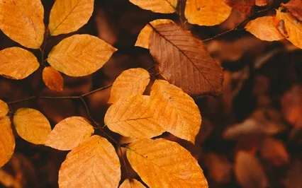 Third Eye Opening Meditation Music - Visualize Chakra