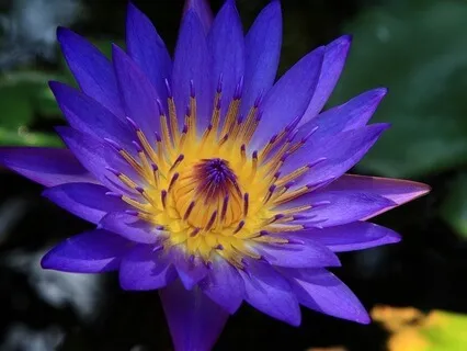 Third Eye Meditation