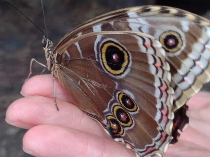 Third Eye Chakra Stimulation