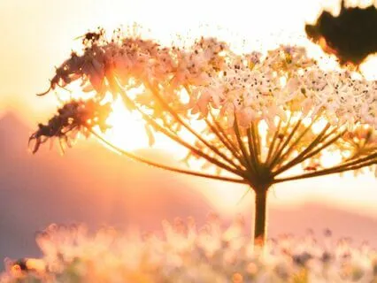 This Day Is A Gift- Good Morning