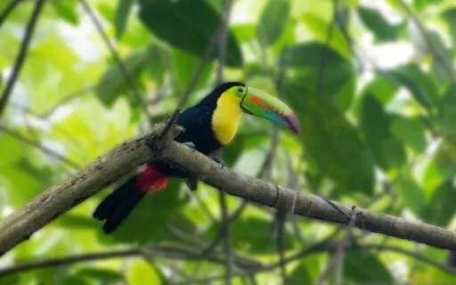 This Is Panama | Tropical Nature Sounds