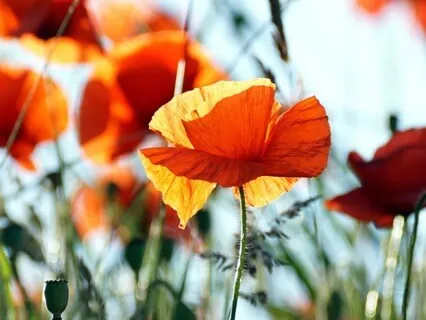 This Moment (Why Struggle?) (Book Excerpt)