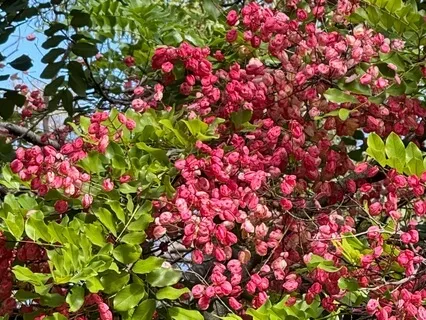 This Wonderful Gift Of Life