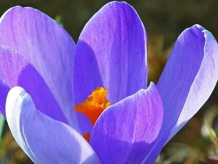 Thought Observation Meditation
