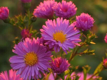 Thought Pattern Dissolve