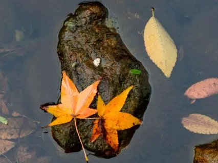 Thoughts As Leaves Nature Meditation