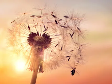 Thoughts In The Wind