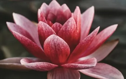 Thoughts On Meditation In Recovery