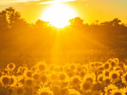 Thousand Petaled Light: A Crown (Sahasarara) Chakra Flow