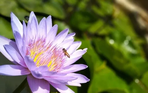 Thousand Petals - Crown Chakra