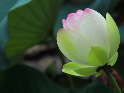 Three Center Practice | Cultivating Effortless Attention With The Mind, Heart & Body