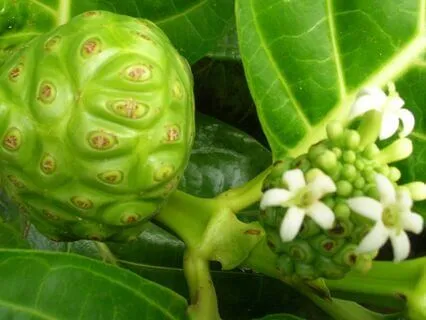 Three Cheese Trees - A Tongue Twister Of Epic Proportion