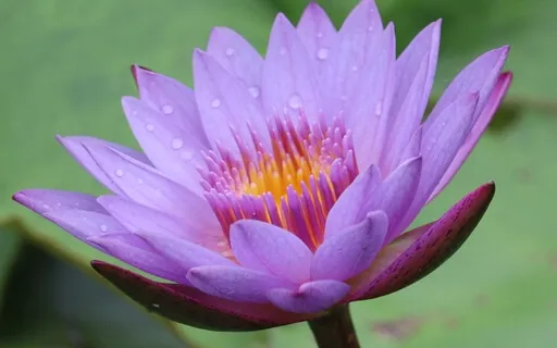 Three Common Blocks In The Crown Chakra Of Your Biz