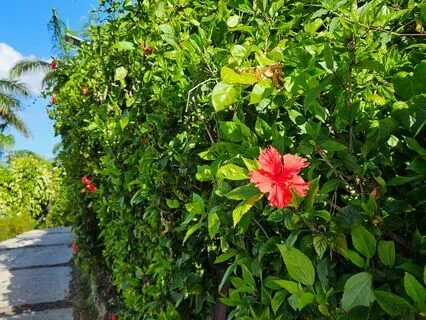 Three Mindful Breaths