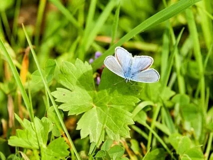 Three-Minute Breathing Space