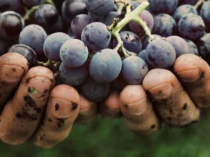 Three-Minute Meditation - Harvest