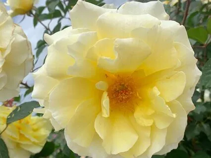 Three Minutes Of Gentle Music