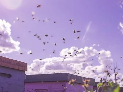 Three Moons: A Healing In The Bee Yard