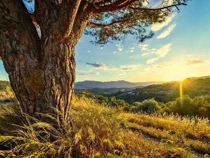 Three Of Life - Calm Healing Music