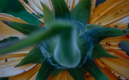 Three Of Swords Meditation