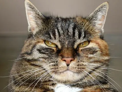 Three Poems About Cats (No Music)