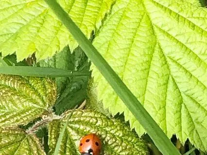 Three Stage Breathing Space