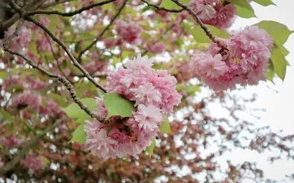 Three-Step Practice Of Tenderness And Loving Kindness