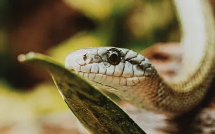 Three Worlds Meditation - Under World - Ucupacha