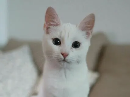 Thriving, Not Just Surviving: A Guide For Helpers