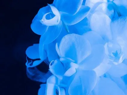 Throat Chakra Cleanse Meditation & Sound Bowls