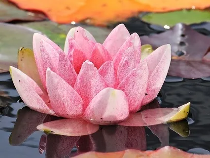 Throat Chakra Clearing