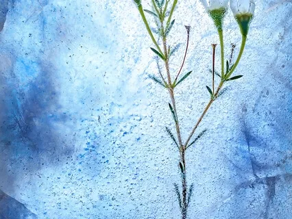 Throat Chakra Crystal Singing Bowl Extended 432hz (Rain)