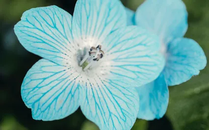 Throat Chakra Healing 