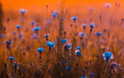 Throat Chakra Meditation With Sound Of Singing Bowls