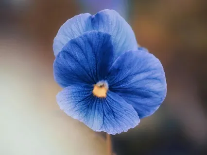 Throat Chakra Meditation