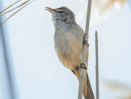 Throat Chakra : Time-Friendly Affirmations