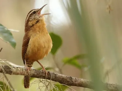 Throat Chakra: Uncloak Your Self Expression: Yoga Nidra