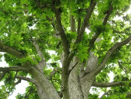 Through The Forest (Walking Or Physical Activity Meditation)