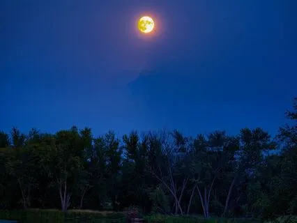 Through The Moonlit Forest