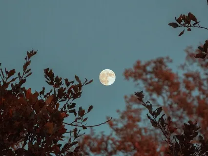 Through The Moonlit Path