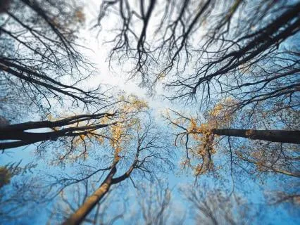 Through The Tree Tops