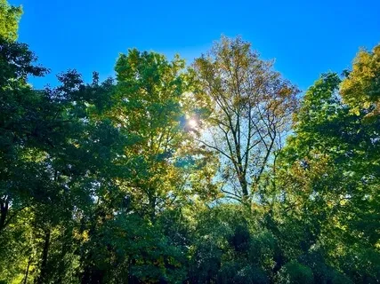 Thumbelina Reimagined