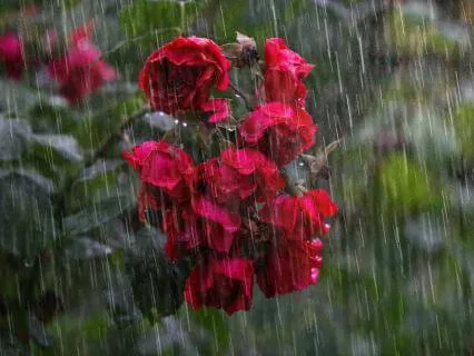 Thunder And Rain With Grounding Foundation