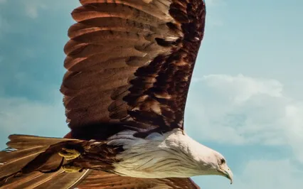 Thunder Bird In Finnish Mytholgoy