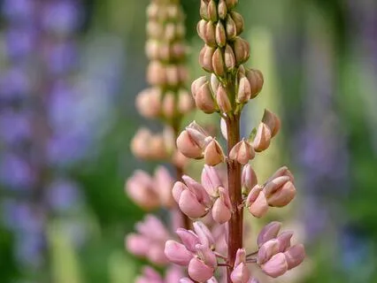 Thunder, Perfect Mind