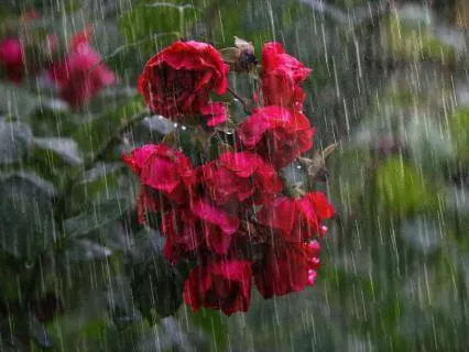 Thunder, Rain, Foundation, Love Over Fear Affirmations 285Hz